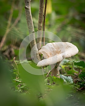 Clouded agaric mushroom (Clitocybe nebularis)