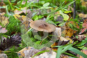 Clouded agaric mushroom Clitocybe nebularis. One of a troop of mushrooms in the family