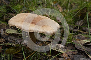 Clouded agaric mushroom Clitocybe nebularis . One of a troop of mushrooms in the family