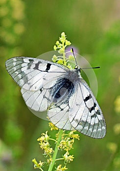 The clouded Apollo butterfly , Parnassius mnemosyne