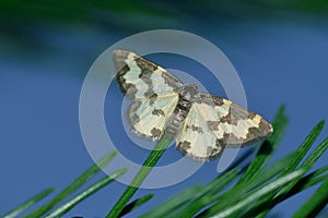 Clouded border in a garden