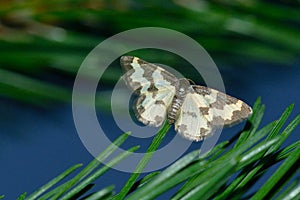 Clouded border in a garden