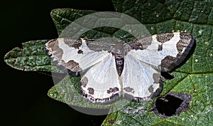 Clouded Border Moth Lomaspilis marginata