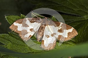 Clouded Border moth Lomaspilis marginata