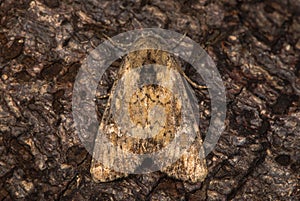 Clouded brindle & x28;Apamea epomidion& x29; at rest on bark