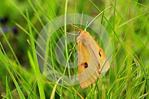 Clouded buff in the grass