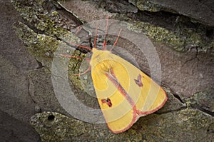 Clouded Ermine Moth