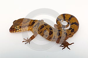The clouded ground gecko, Cyrtodactylus nebulosus from Chhattisgarh photo