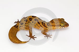 Clouded ground gecko, Cyrtodactylus nebulosus. Chhattisgarh, India