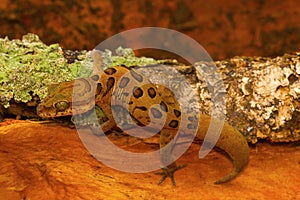 Clouded ground gecko, Cyrtodactylus nebulosus. Chhattisgarh, India