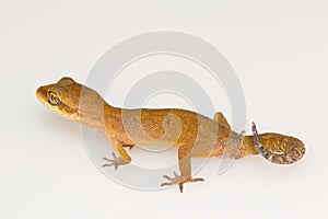 Clouded ground gecko, Cyrtodactylus nebulosus. Visakhapatnam