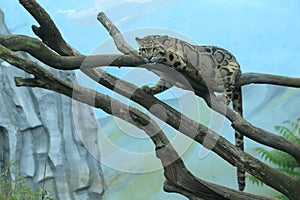 Clouded leopard