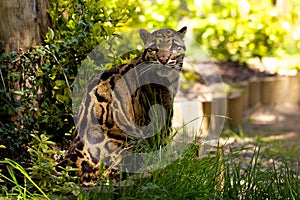 Clouded Leopard photo