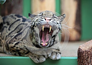 Clouded leopard photo