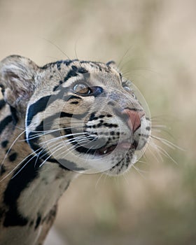 Clouded Leopard