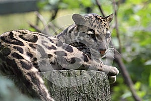 Clouded leopard