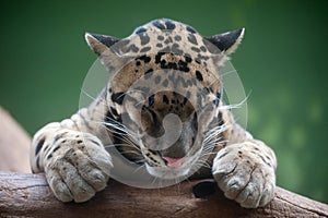 Clouded Leopard