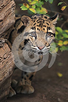 Clouded leopard photo