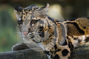 Clouded Leopard