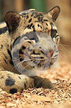 Clouded leopard