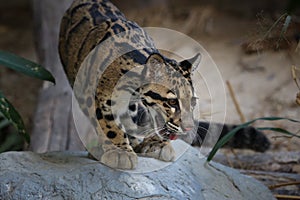 Clouded Leopard