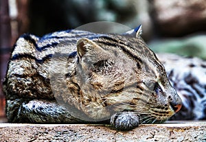 Clouded leopard