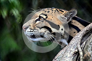 Clouded Leopard