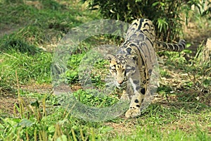 Clouded leopard photo