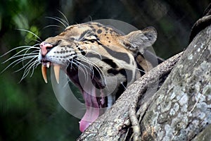 Clouded Leopard photo