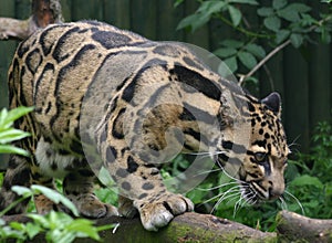 Clouded Leopard