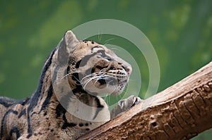 Clouded Leopard chilling on tree , close up