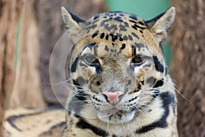 Clouded leopard close up portrait Neofelis nebulosa . Wildlife animal