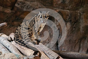 Clouded Leopard close up portrait photo