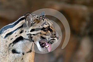 Clouded Leopard close up portrait