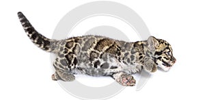 Clouded leopard cub, two months old, Neofelis nebulosa