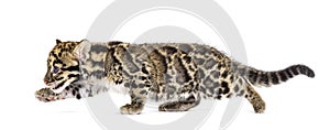 Clouded leopard cub, two months old, Neofelis nebulosa