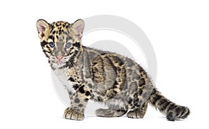 Clouded leopard cub, two months old, Neofelis nebulosa