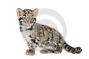 Clouded leopard cub, two months old, Neofelis nebulosa