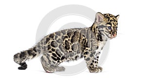 Clouded leopard cub, two months old, Neofelis nebulosa