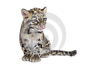 Clouded leopard cub, two months old, Neofelis nebulosa