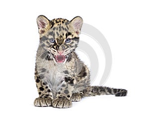 Clouded leopard cub, two months old, Neofelis nebulosa