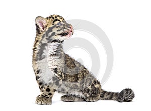 Clouded leopard cub, two months old, Neofelis nebulosa photo