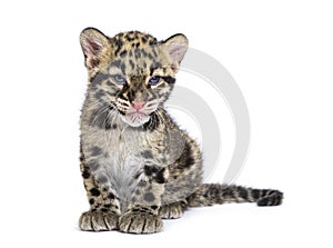 Clouded leopard cub, two months old, Neofelis nebulosa photo