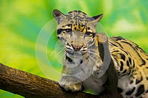 Asian clouded leopard in a tropical house photo