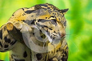 Asian clouded leopard in a tropical house photo