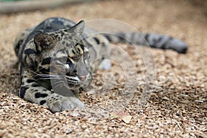 Clouded leopard photo