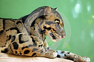 Clouded leopard (Neofelis nebulosa)