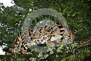 Clouded Leopard, neofelis nebulosa, Adult standing in Tree