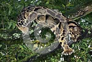 CLOUDED LEOPARD neofelis nebulosa, ADULT STANDING IN TREE photo