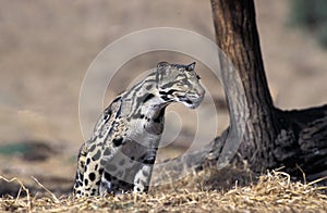 CLOUDED LEOPARD neofelis nebulosa, AUDLT SITTING ON DRY GRASS